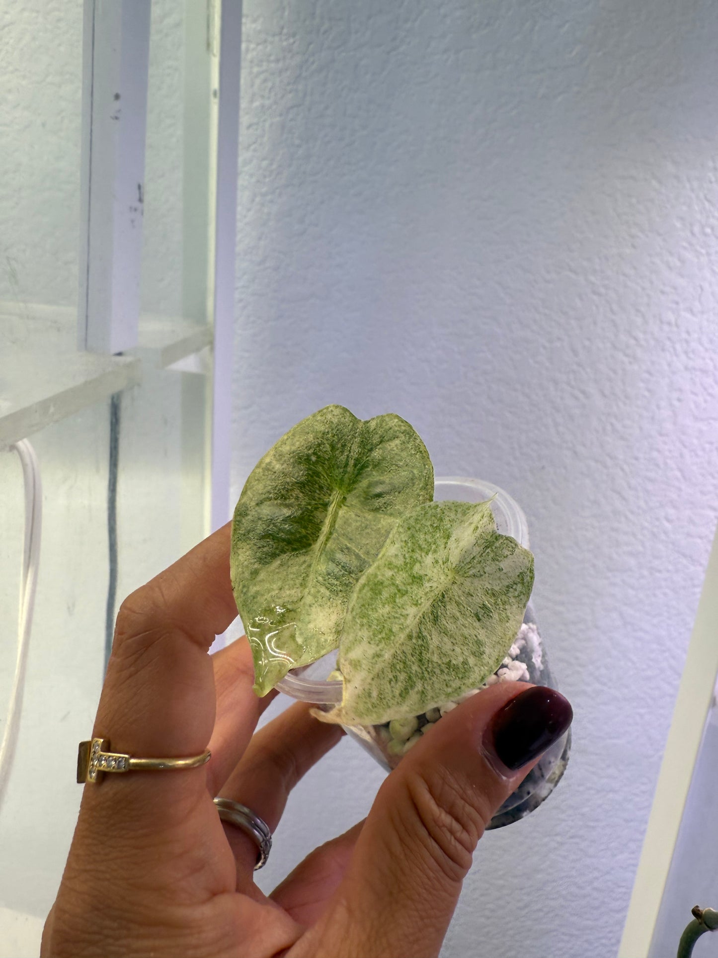 Golden Bone Marble Mint