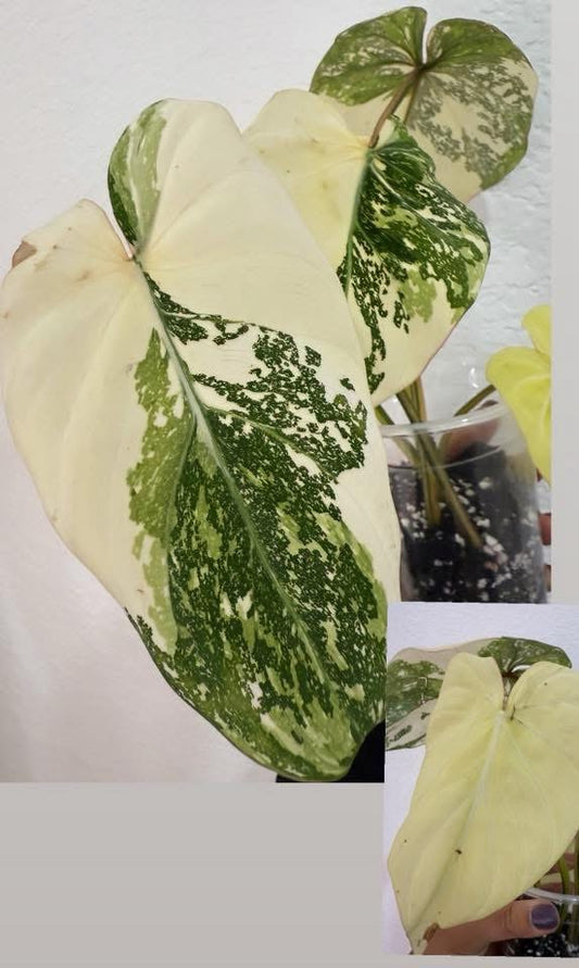 Philodendron Tricolor Gloriosum