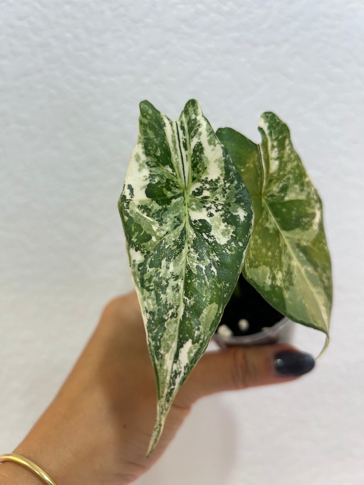 Alocasia Simpo Albo