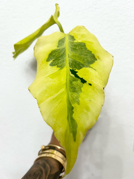 Monstera lime “lava” Midcut