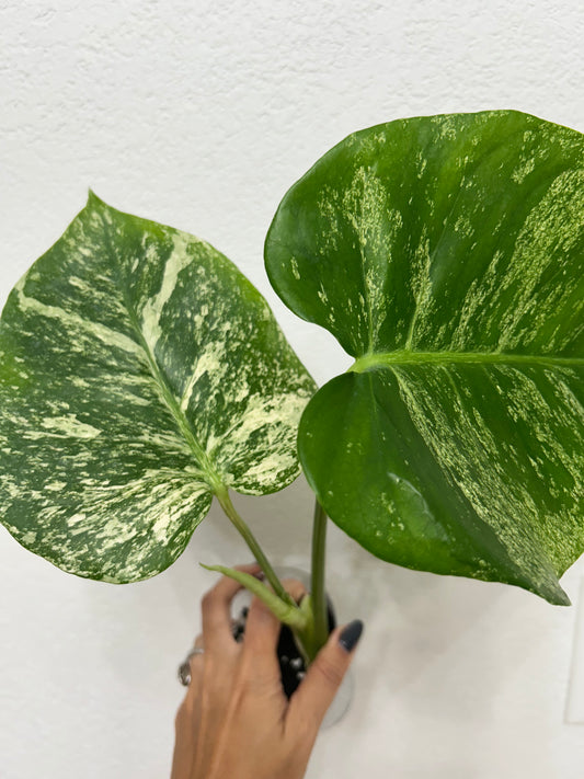 Monstera “white monster”