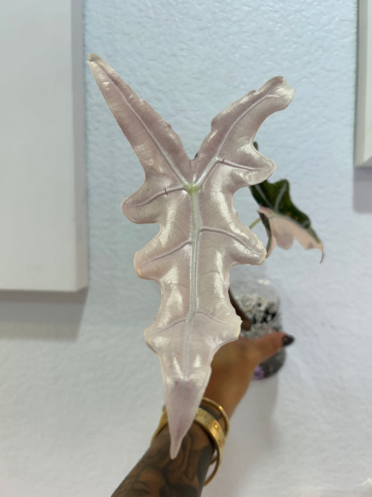 Sanderiana Korean Version “Nobilis”