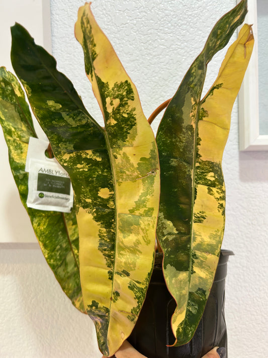 Philodendron Billietae