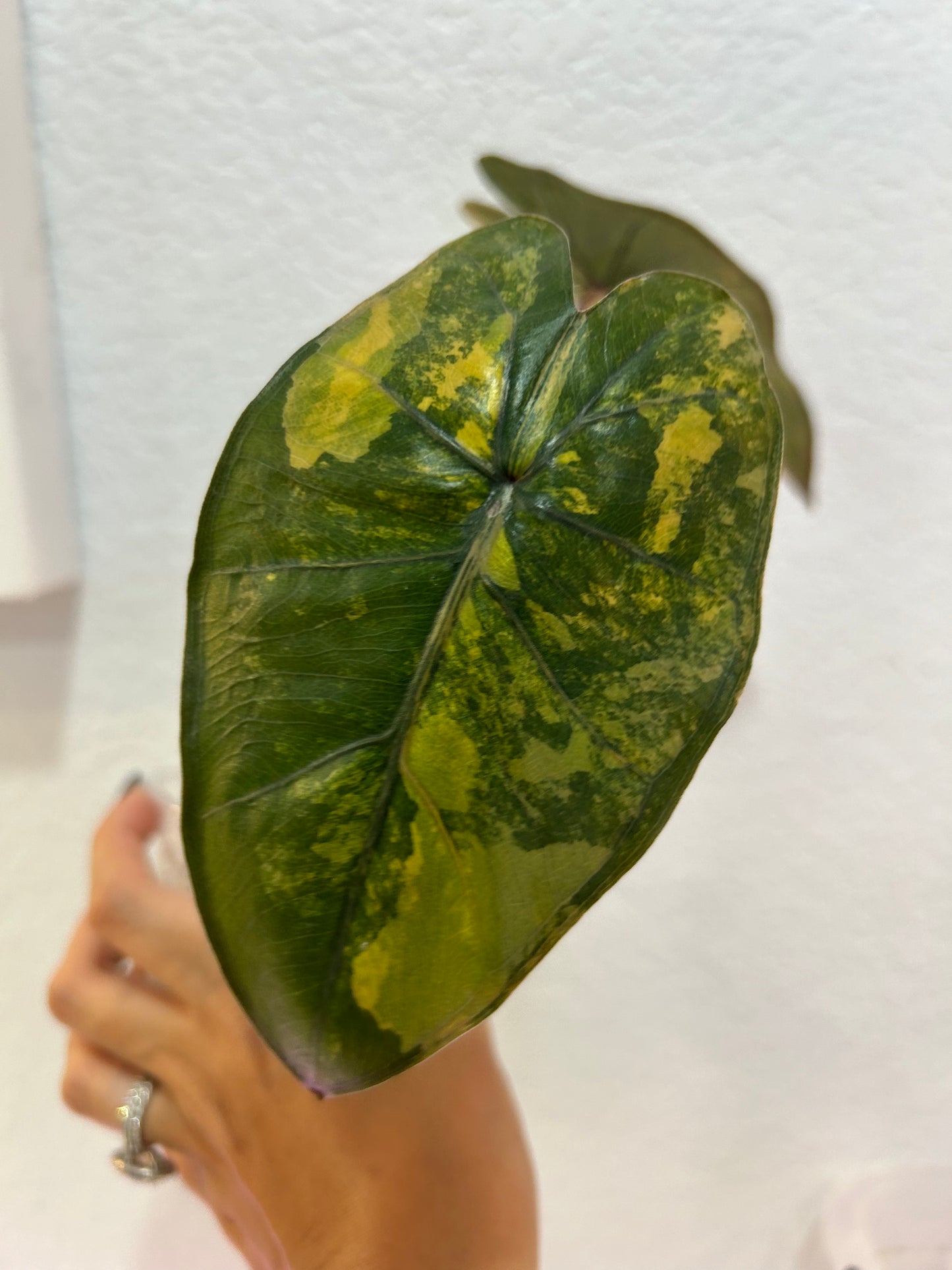 Alocasia yucatan princess Aurea