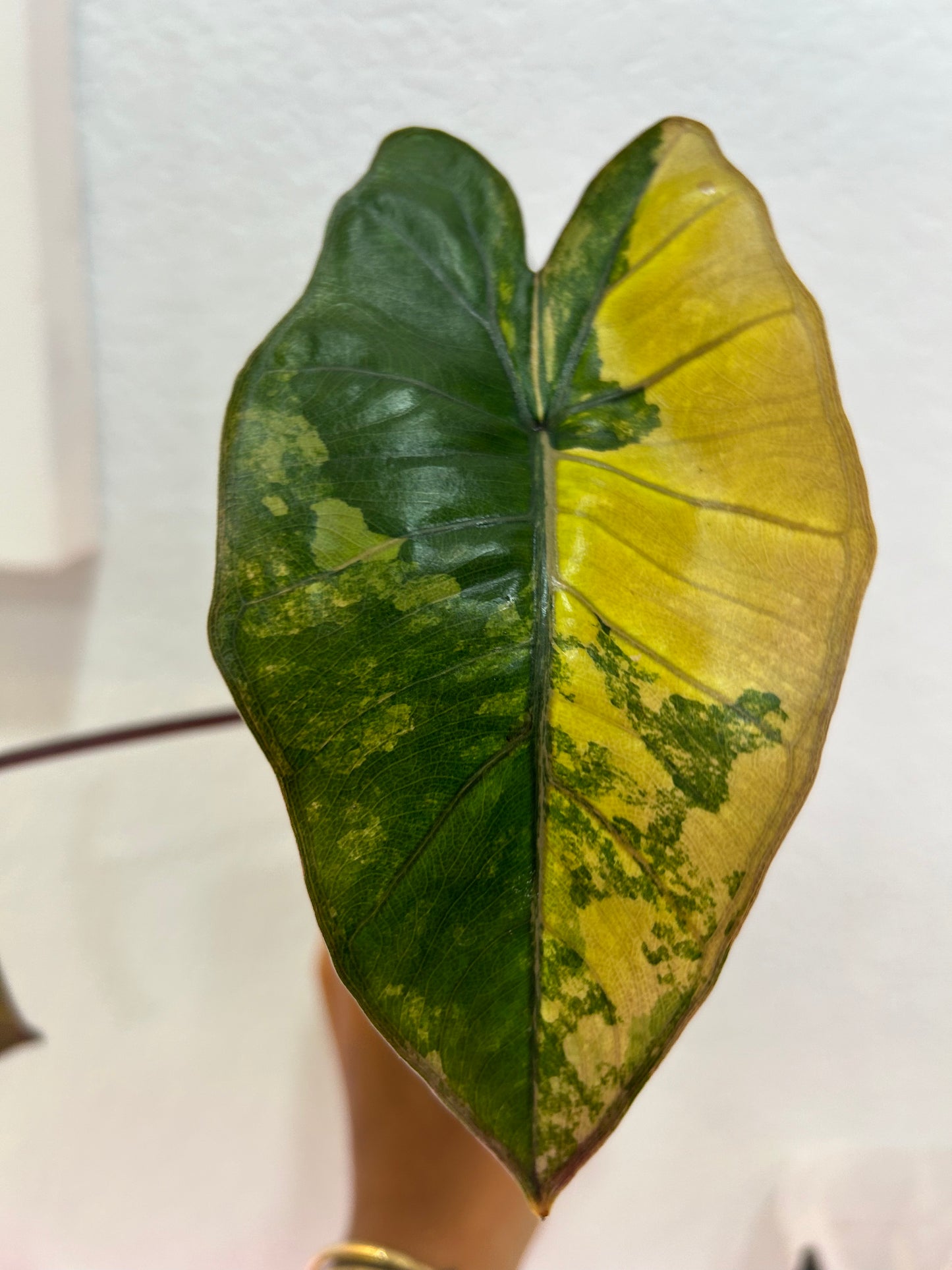 Alocasia yucatan princess Aurea