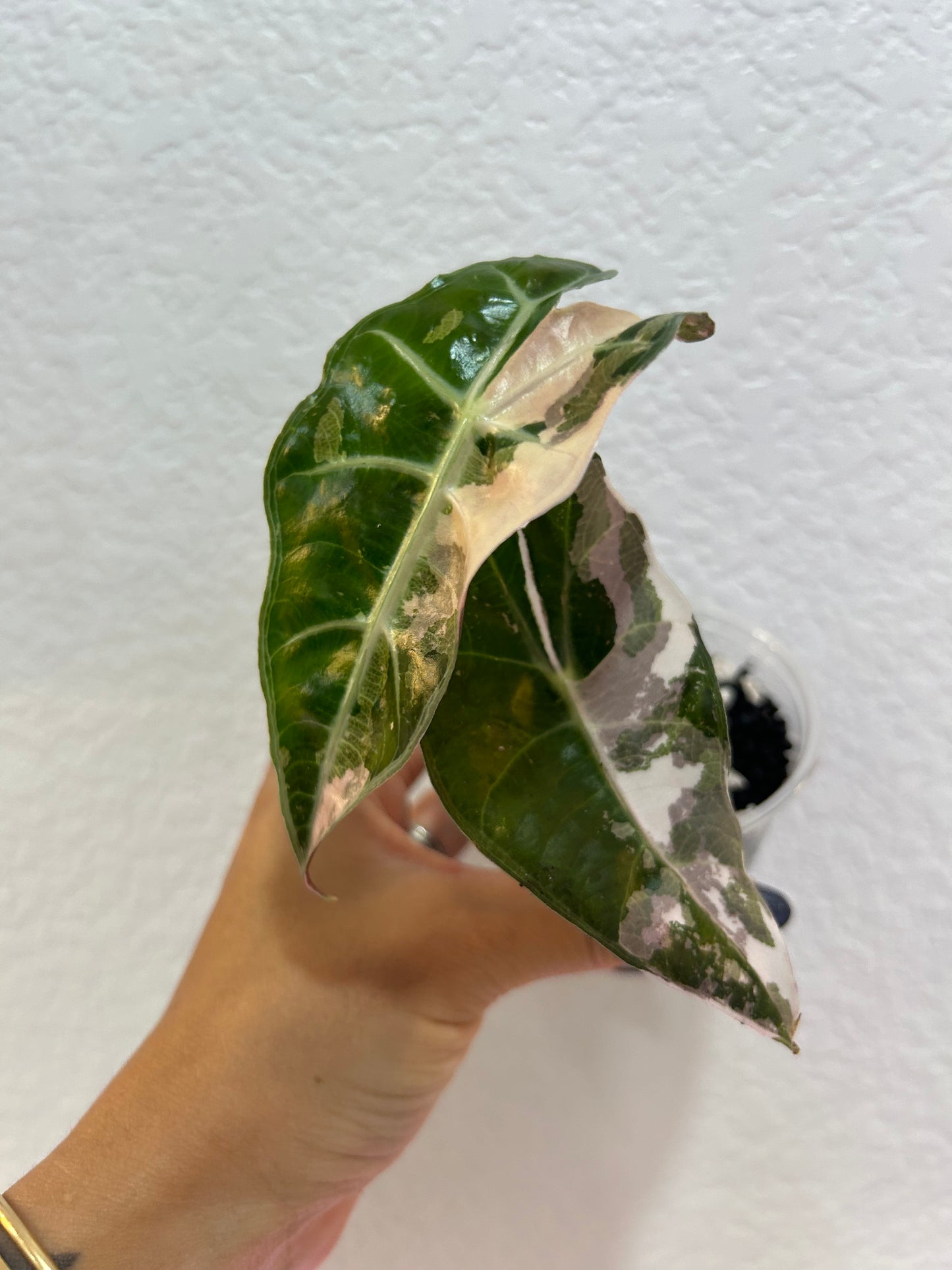 Alocasia pink Polly