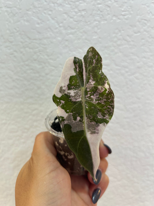 Pink Polly alocasia