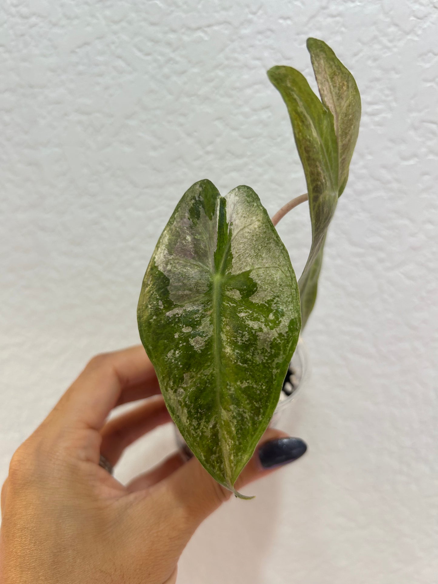 Variegated Alocasia Pink Dragon Silver
