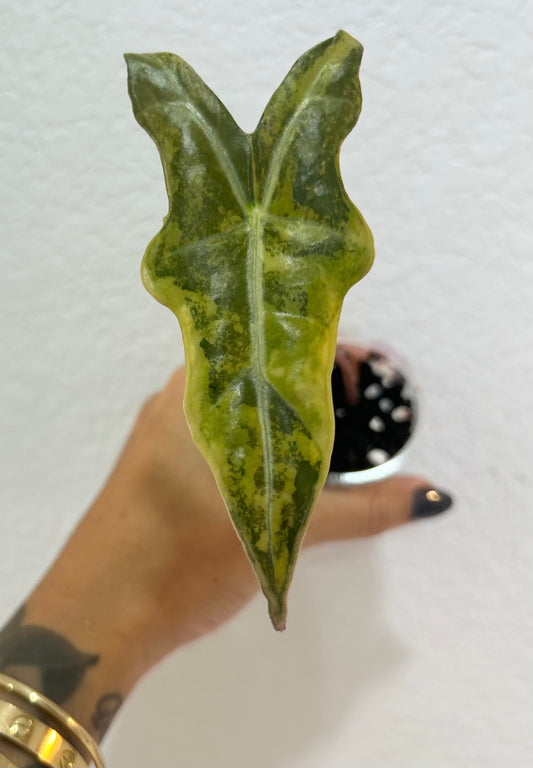 Sanderiana “Nobilis” Gold/Aurea with an offshoot