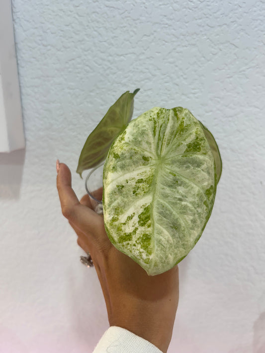 Alocasia ninja tricolor splash