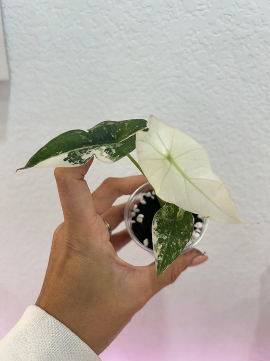 Simpo albo alocasia