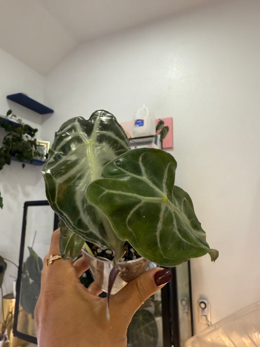 Alocasia venom mom plant/ 2 in 1