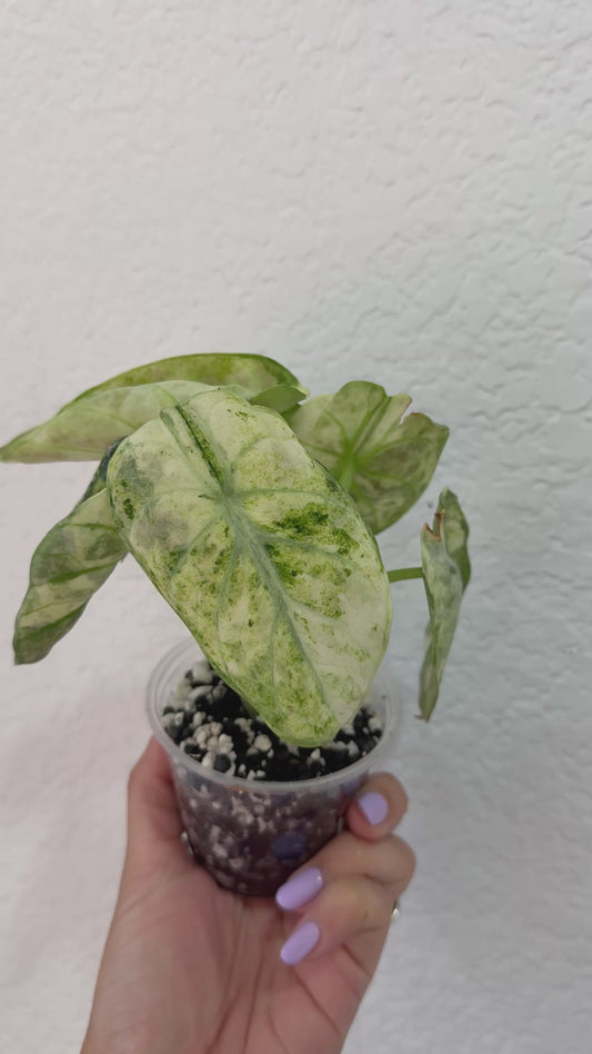 Alocasia Tricolor Ninja Splash Mom